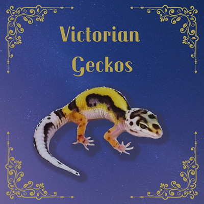 Lucas - Victorian Geckos