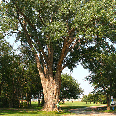 Lincoln - City Park