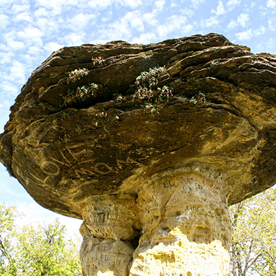 Ellsworth - Mushroom State Park Ranger Chat