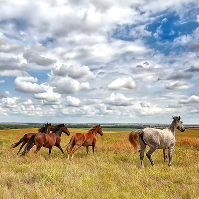 Ellsworth - Svaty Ranch & Wild Horse Sanctuary